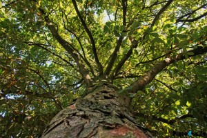 Baum im Wildpark Dülmen am Haus Waldfrieden