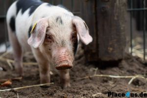 November - Tierpark Nordhorn - Ferkel